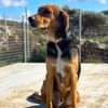 Entspannter Rocky sucht Zuhause