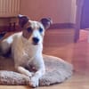 Georgie , lebensfroher Hund sucht
