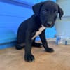 À L’ADOPTION, DRAXTER, CHIOT MÂLE NOIR ET BLANC CROISE CANE CORSO