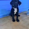 À L’ADOPTION, DRAXTER, CHIOT MÂLE NOIR ET BLANC CROISE CANE CORSO