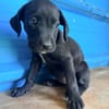 À L’ADOPTION ,  KEA, FEMELLE NOIRE ET BLANCHE, CROISEE CANE CORSO