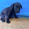 À L’ADOPTION, MOONY, CHIOT MÂLE NOIR ET BLANC CROISE CANE CORSO