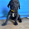 À L’ADOPTION, NOXX, CHIOT MÂLE NOIR ET BLANC CROISE CANE CORSO