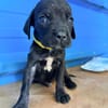 À L’ADOPTION, NOXX, CHIOT MÂLE NOIR ET BLANC CROISE CANE CORSO