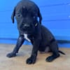 À L’ADOPTION, NOXX, CHIOT MÂLE NOIR ET BLANC CROISE CANE CORSO
