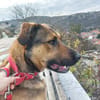 Cleo, sanfte Riesenpfote sucht Liebe