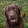 Labradorbub Chester sucht seine Menschen