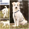 SNOWY -rundum tolles Hundekind-