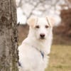 SNOWY -rundum tolles Hundekind-