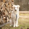 SNOWY -rundum tolles Hundekind-