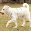 SNOWY -rundum tolles Hundekind-