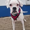 zuckersüsse Boxerhündin Lady