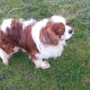 Cavi, Cavalier King Charles Spaniel