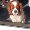 Cavi, Cavalier King Charles Spaniel