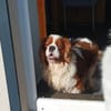 Cavi, Cavalier King Charles Spaniel