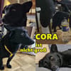 Cora mag erlebnisreiche Spaziergänge