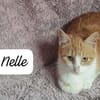 NELLE