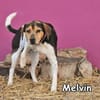 MELVIN