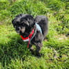 Shih tzu Cherry