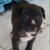 Snoopy l'heureux petit cane corso