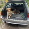 Daliya - Familienhund in Ausbildung