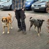 Daliya - Familienhund in Ausbildung
