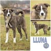 LLUNA -liebenswert & verspielt-