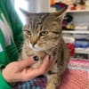 Richie- Fröhlicher Kater sucht Dich