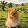 Pomeranian sucht tolle Menschen