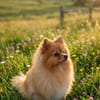 Pomeranian sucht tolle Menschen