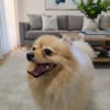 Pomeranian sucht tolle Menschen