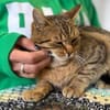 Muffin- verschmuster Kater sucht Zuhause