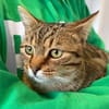 Muffin- verschmuster Kater sucht Zuhause