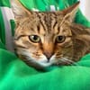 Muffin- verschmuster Kater sucht Zuhause