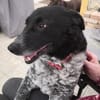 Wundervolle Hundedame Layla