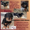 💙Bailey💙 sucht seine Menschen🐾💙