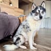 Wer das Besondere mag :) Pomsky,7kg,36cm