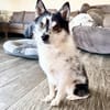 Wer das Besondere mag :) Pomsky,7kg,36cm