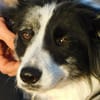 CARLOTA, jeune femelle Border collie