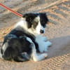 CARLOTA, jeune femelle Border collie