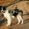 CARLOTA, jeune femelle Border collie