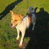 Ginger ein toller Familienhund