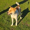 Ginger ein toller Familienhund