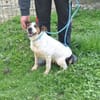 LASSIE - geb. ca. 06/2020 - Beagle Mix