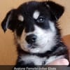 7 CHIOTS CROISES HUSKY/BERGER