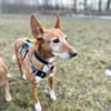 Canela - Podenco Hündin sucht