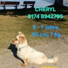 CHERYL sucht liebevolles Zuhause