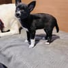 Frodo ein kleiner Chihuahua Mix
