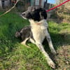 Lola ! Zuhause gesucht