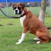 Toller Boxerjunge Moose